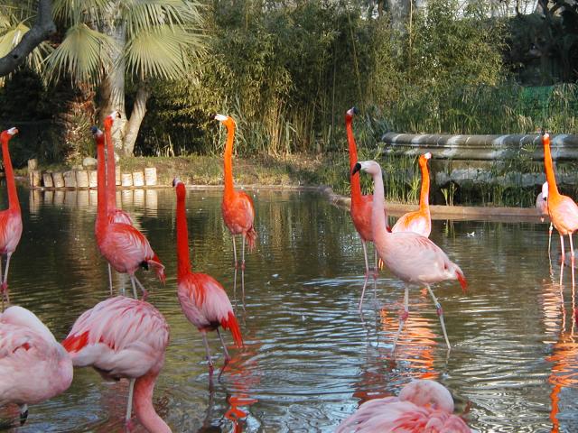 Pink and orange flamingos at the Barcelona zoo.  Photo by Pat.