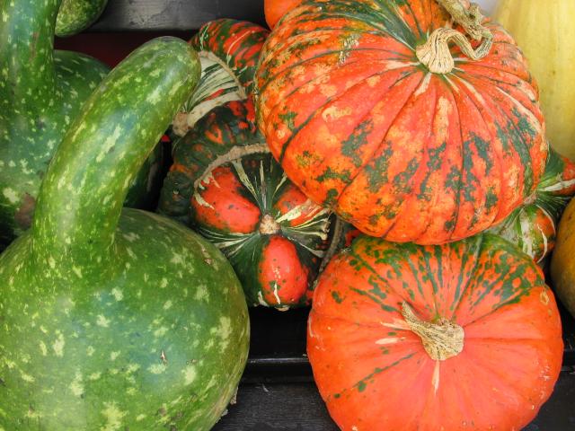 Colorful fall squashes at a farmer's booth in the Karlsruhe Marktplatz.