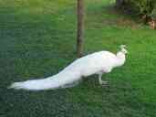 A white peacock at the Barcelona Zoo.