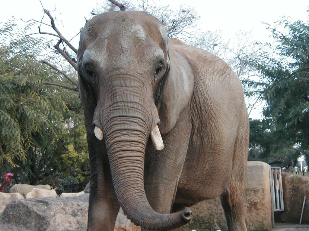 An elephant at the Barcelona zoo comes to visit Pat.  Photo by Pat.