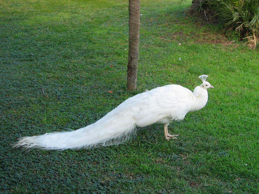 A white peacock at the Barcelona Zoo.