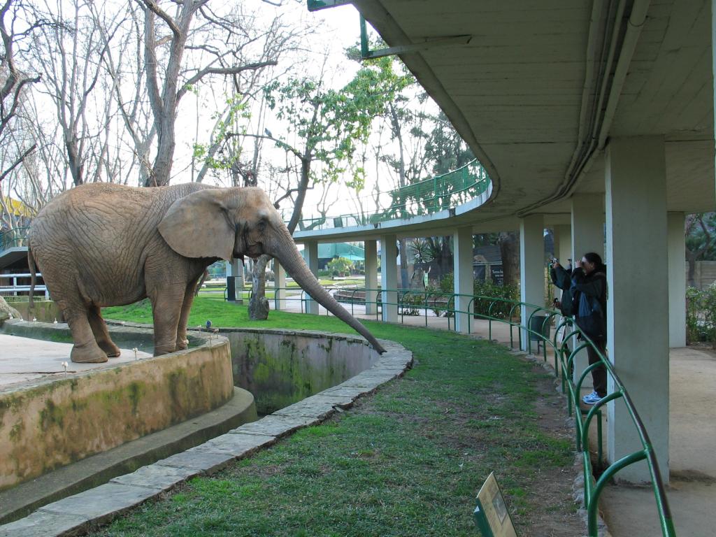 Pat photographs a curious elephant at the Barcelona Zoo while it tries to figure out whether she's offering any food.