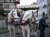 A team of horses waits for us to take a carriage ride in Rothenburg. The horse on the left is named Presto (and he was!); the one on the right is Romero.