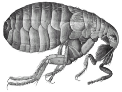 image of a drawing of a flea