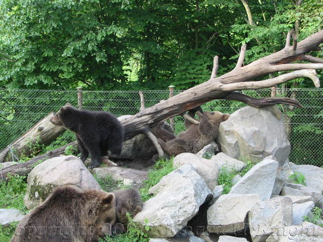 IMG_0250.JPG